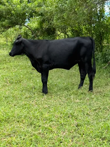 Novilha Girolanda