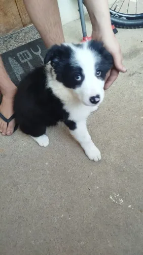Vendo essa linda BORDER COLLIE filhote com 2 meses de vida 