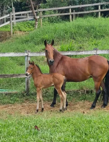 Égua + potro filho de Fajardo do Timbó grande oportunidade!!!