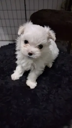 Filhote de maltês mini fêmeas com ou sem pedigree