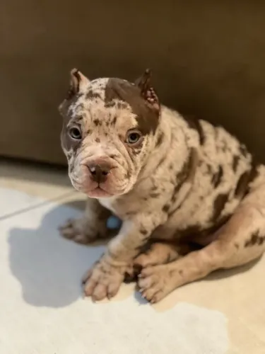 FÊMEA AMERICAN BULLY MERLE MICRO