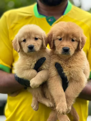 Golden Retriever | Seu filhote pode chegar hoje