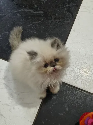 Vendo filhote de Persa 