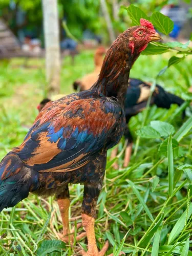 Vendo Galo Indio