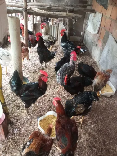 Vendo capão capoeiras gordo