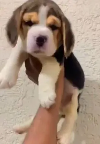 Beagle Uma fofura esperando pelo lar certo