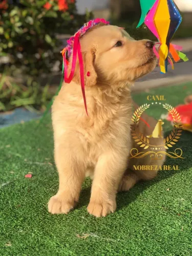 Golden Retriever @CanilNobrezaReal