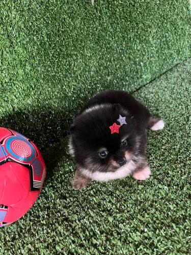 Lulu da pomerania anão black