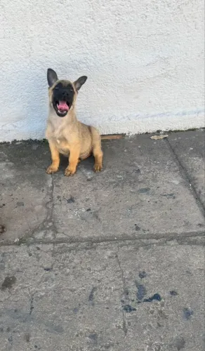 Vende-se filhotes de Pastor Belga Malinois 