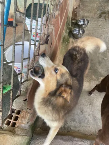 Husky siberiano