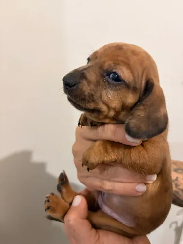 Fêmea de Dachshund Salsicha