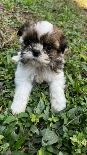 shihtzu porte europeu mine