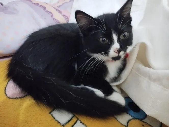 Doação de gata fêmea peluda 