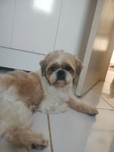 Um doguinho Shitzu