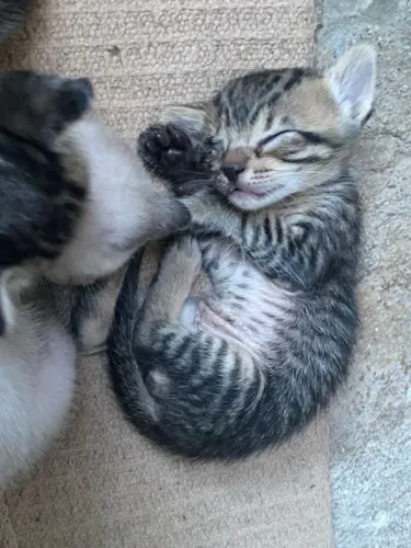 Gatos para adoção 