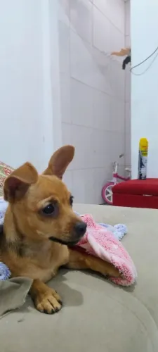 Pinscher número 1
