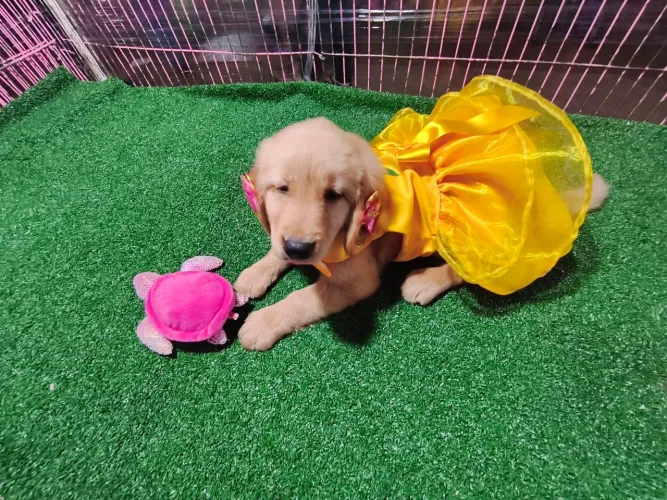 GOLDEN RETRIEVER FEMEA O MELHOR E MAIS LINDO FILHOTE DO BRASIL