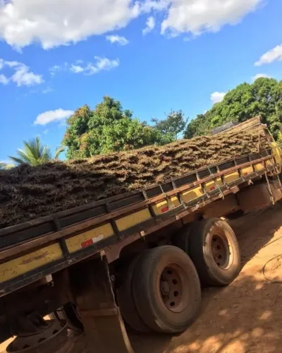 Grama São Carlos  Grama Esmeralda Verde Forte Para Seu Jardim Ficar Top
