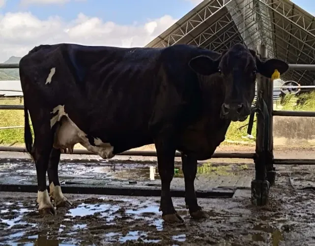 Vacas Girolando de Alta Produção | Média de 20 a 25 Litros/Dia | Excelente Genética