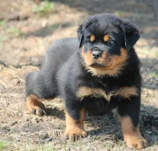 Filhote de Rottweiler Que Une Proteção e Carinho
