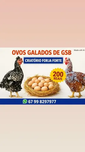 Ovos de galinha GSB