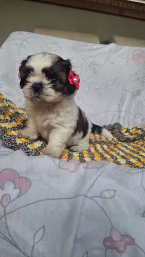 Shih Tzu fêmea tricolor!!