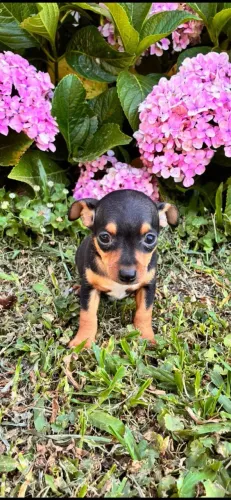 Pinscher