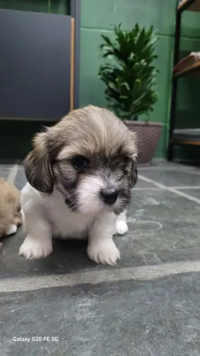 Vendo filhotes de Shitzu .Ninhada com 4 filhotes 3 fêmea e 1 macho