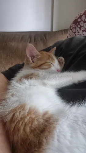 Gatinho carinhoso para adoção
