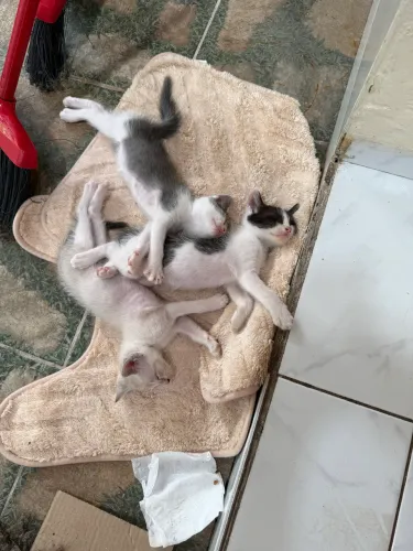 Gatinhos para adoção