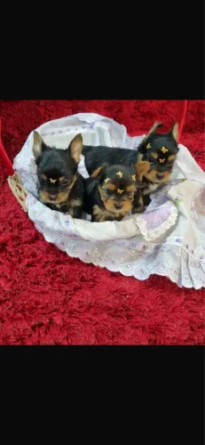 YORKSHIRE TERRIEE  MINI