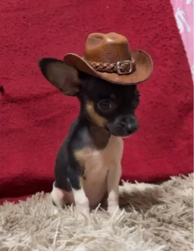 Pinscher Tamanho zero -Ja adestrados no jornal 