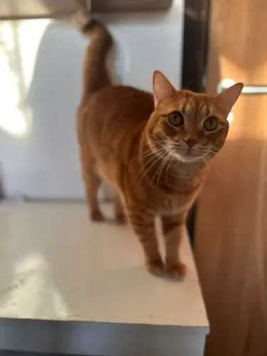 Adoção: 2 gatos castrados, dóceis e tranquilos
