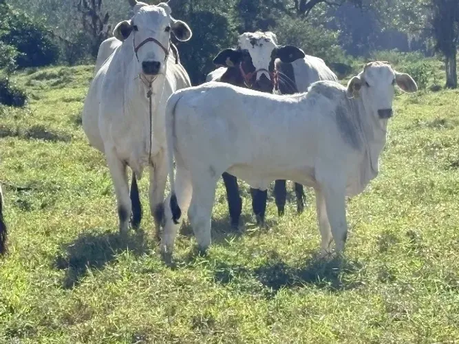 Vendo Novilha 