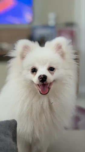 Spitz alemão 7 meses, vacinado e vermifugado, 