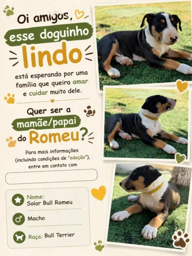 Bull terrier com pedigree