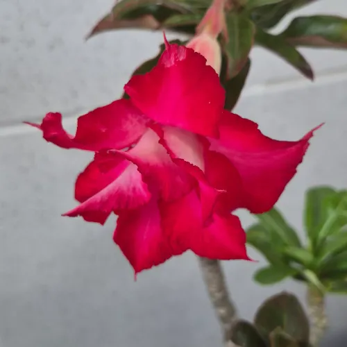 Promoção Rosa do deserto 3 cores
