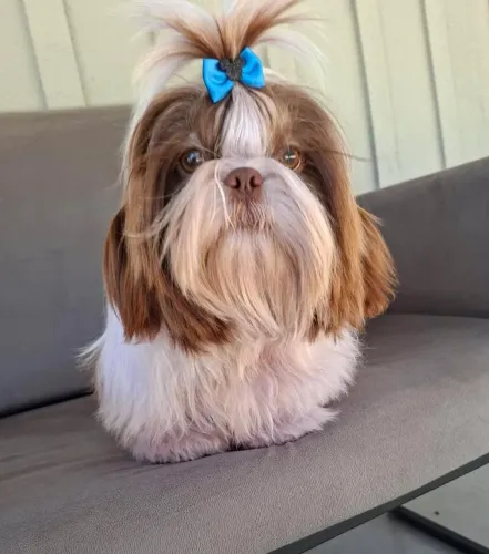 Shihtzu macho 1ano todas as vacinas em dia