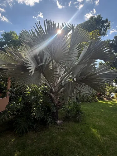 ? Palmeira-Azul (Bismarckia nobilis) Adulta - Exemplar Raro