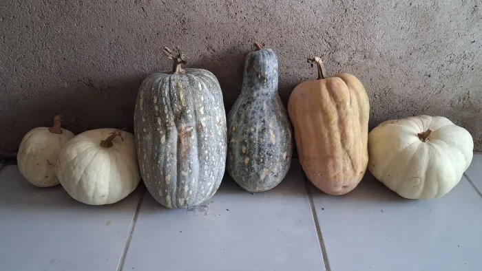 Abóboras grandes todas por R$30,00
