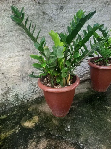 Planta zamiokuka acompanha o vaso