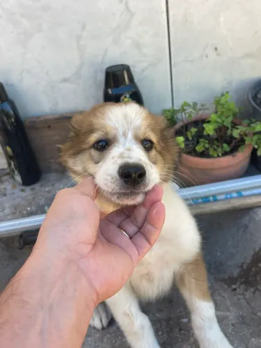 Cachorro Border collie 