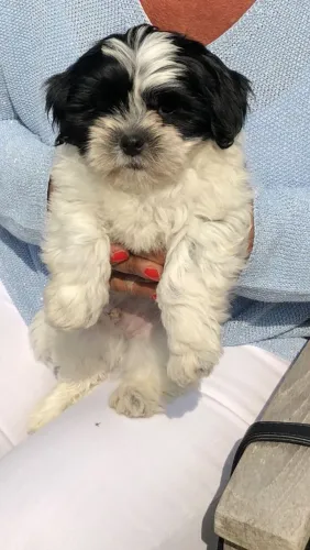 Shih Tzu Cachorrinho para viver momentos inesquecíveis
