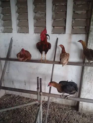 Galinha Caipira