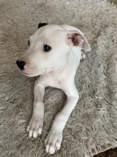 American pitbull terrier  macho