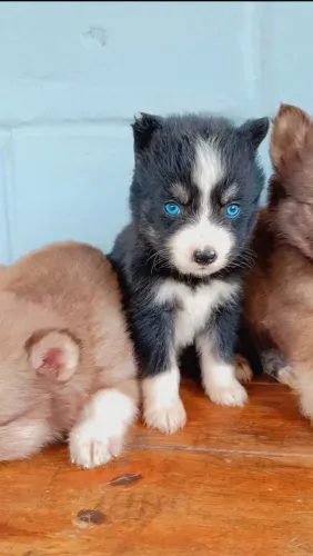 Filhote Husky Siberiano, O rabinho mais feliz da cidade pode ser seu!