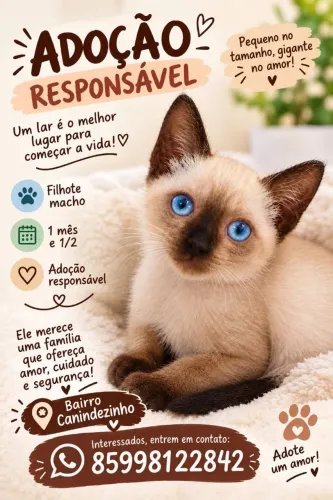 Gatinhos fofuxos pra adoção responsável 