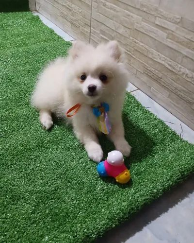 LINDO FILHOTE LULU DA POMERANEA ANÃO