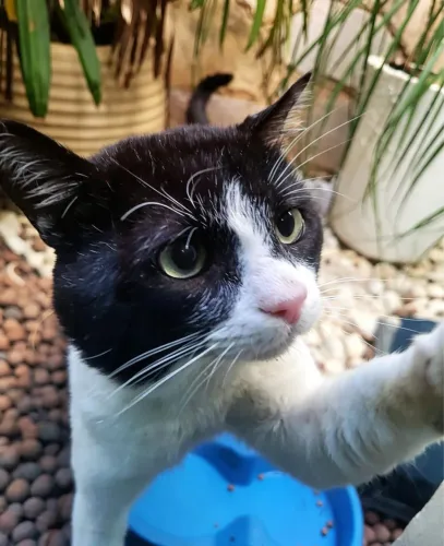 Gato macho para adoção responsável
