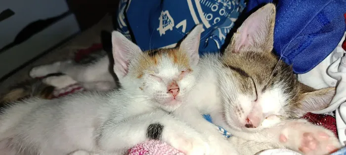 Gatinhos para Adoção